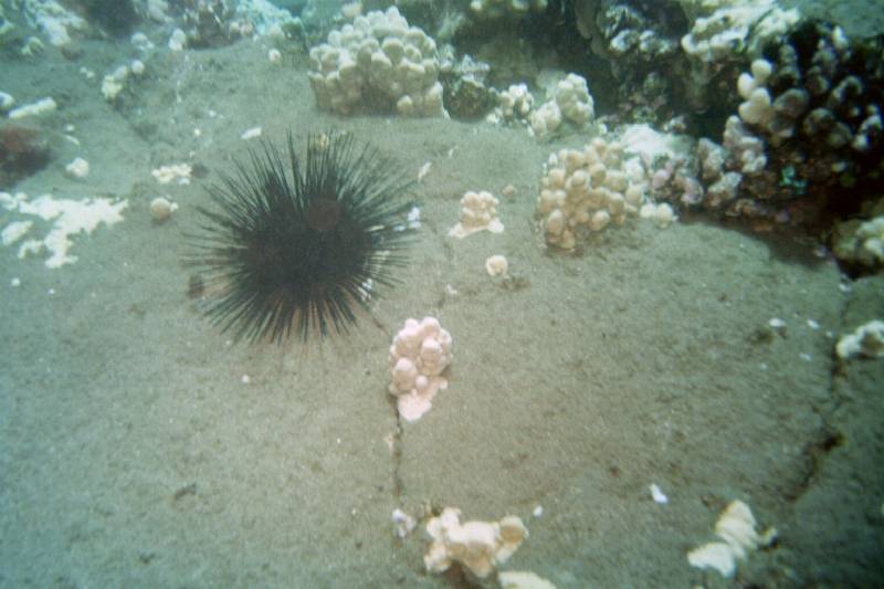 Original image
