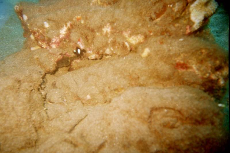 Original image