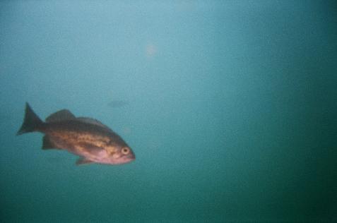 Original image