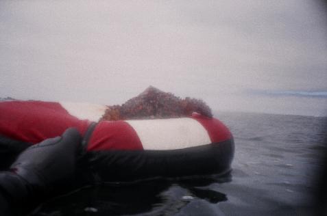Original image